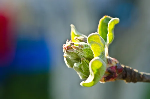 Brotes en una rama de árbol — Foto de Stock