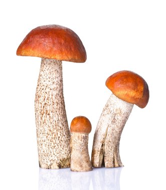 Orange-cap boletus mushrooms clipart