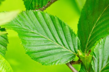 Renkli Gürgen yaprak