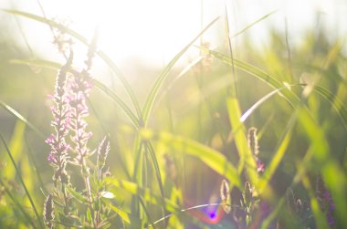 Sahada yeşil çimen