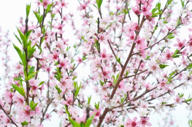 ağaç üzerinde pembe çiçekleri