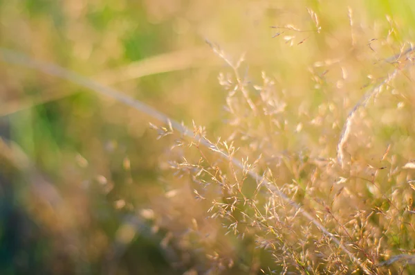 Suchej trawy na pole — Zdjęcie stockowe