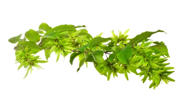 Young hornbeam leaves — Stock Photo, Image