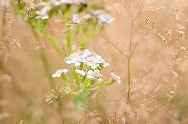 Alanda kuru ot — Stok fotoğraf