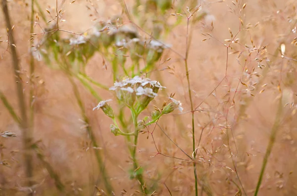 Grama verde no campo — Fotografia de Stock