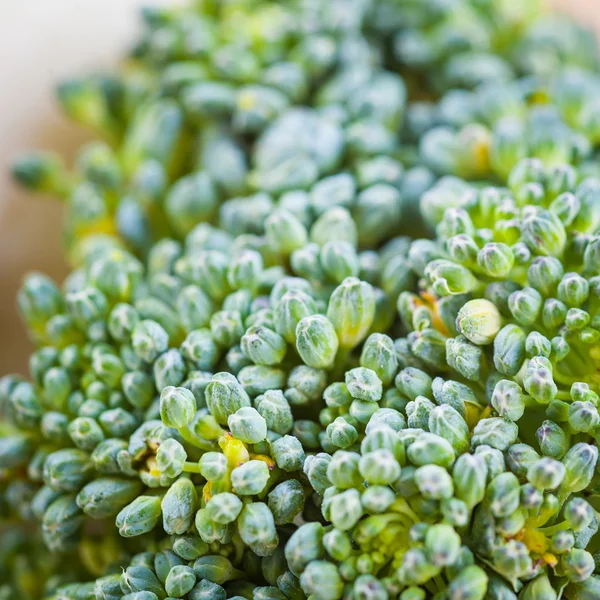 Rijp groene broccoli — Stockfoto