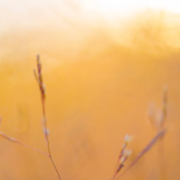 Суха трава на полі — стокове фото