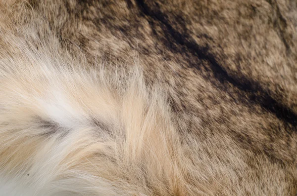 Zwierzę futro naturalne — Zdjęcie stockowe
