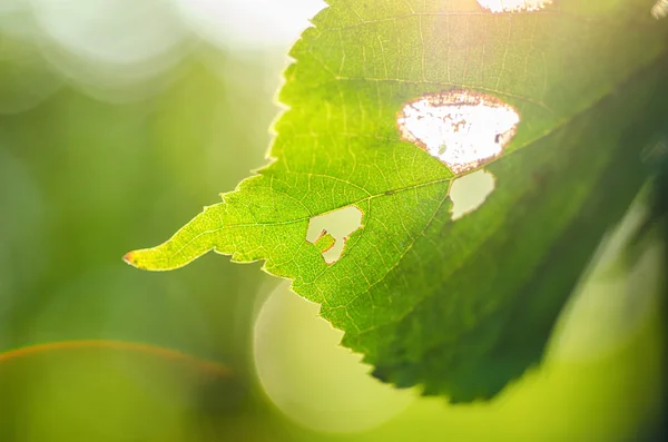 Grönt blad i solljus — Stockfoto