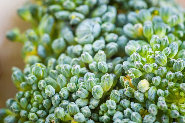 成熟的绿色花椰菜 — 图库照片