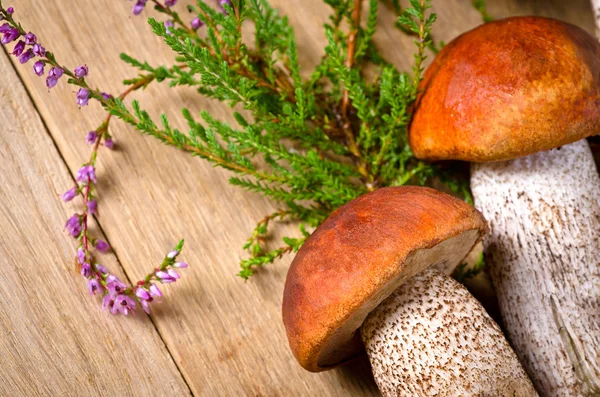 Steinpilze mit Blüten — Stockfoto