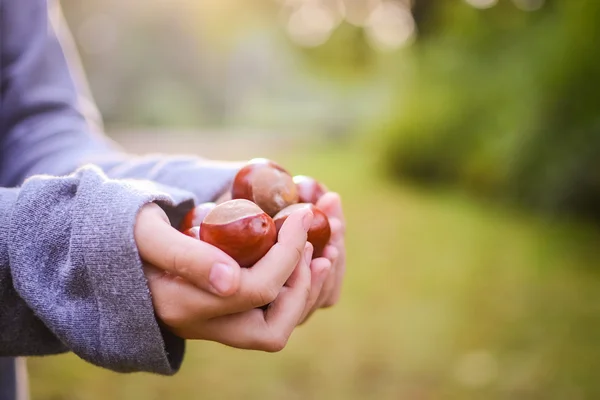 Brown chestnuts in hands — Stock Photo, Image
