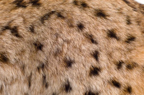 動物の毛皮 — ストック写真