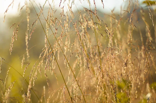 Suché trávy na hřišti — Stock fotografie