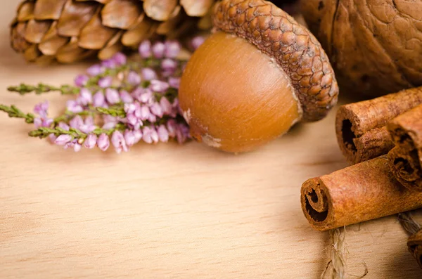 Acorn, cone, cinnamon — Stock Photo, Image