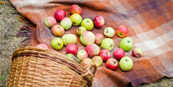 Manzanas rojas y verdes — Foto de Stock