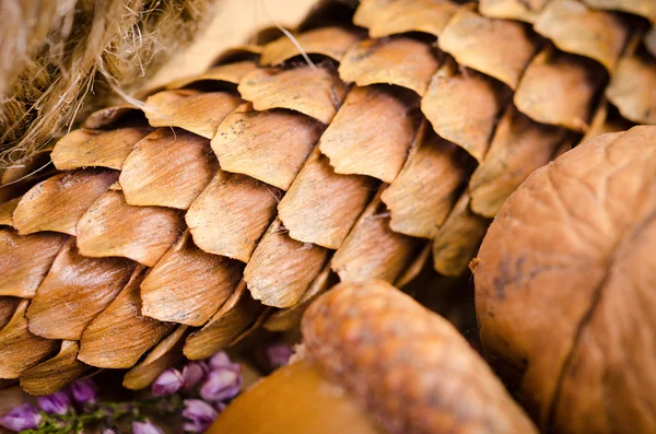 Background with cone and acorns — Stock Photo, Image