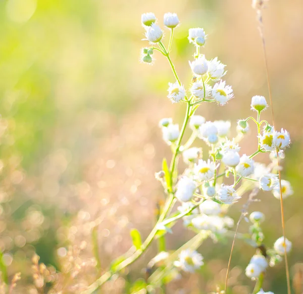 Grama verde no campo — Fotografia de Stock