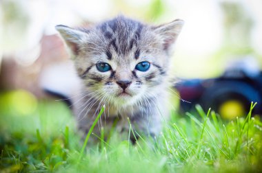 çimenlerin üzerinde yürüyüş yavru kedi