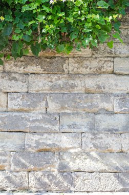 Sarmaşıklı eski tuğla duvar