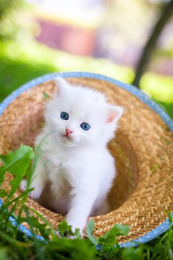 Beyaz kedicik şapkalı