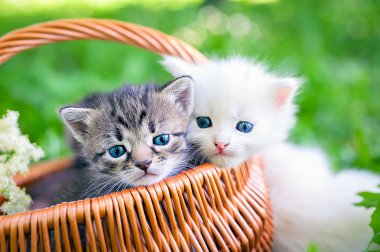 little kittens in  basket clipart