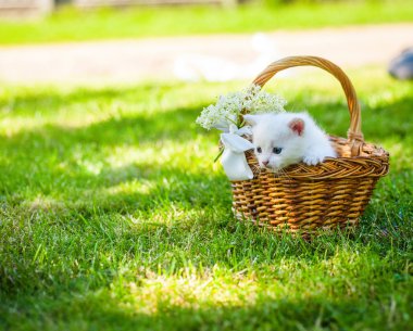 sepet içinde küçük yavru kedi