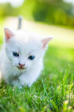 çimenlerin üzerinde yürüyüş yavru kedi