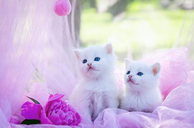 Çiçekli beyaz iki yavru kedi