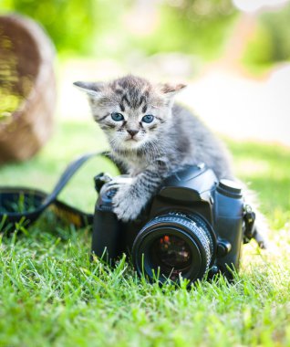 noname kamera ile yavru kedi