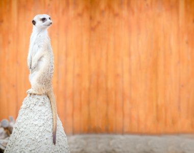 Meerkat tepede duruyor