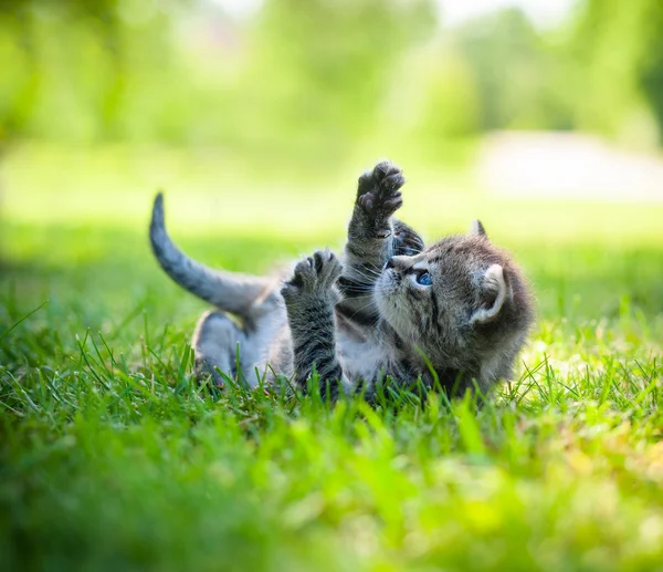 Gatinho andando na grama — Fotografia de Stock