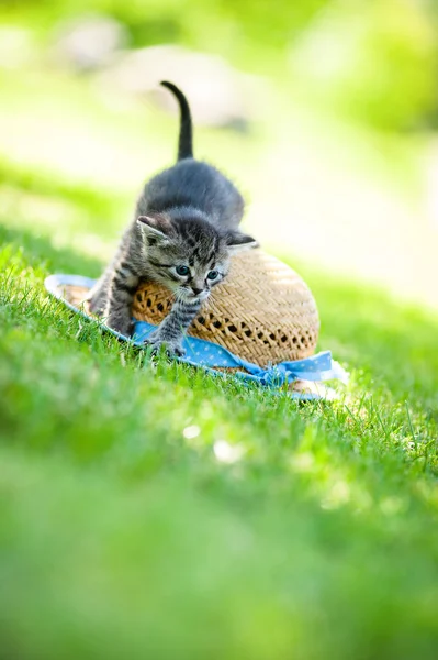 Pequeño gatito en sombrero — Foto de Stock