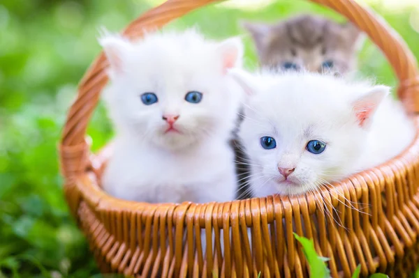 Little kittens in  basket — Stock Photo, Image