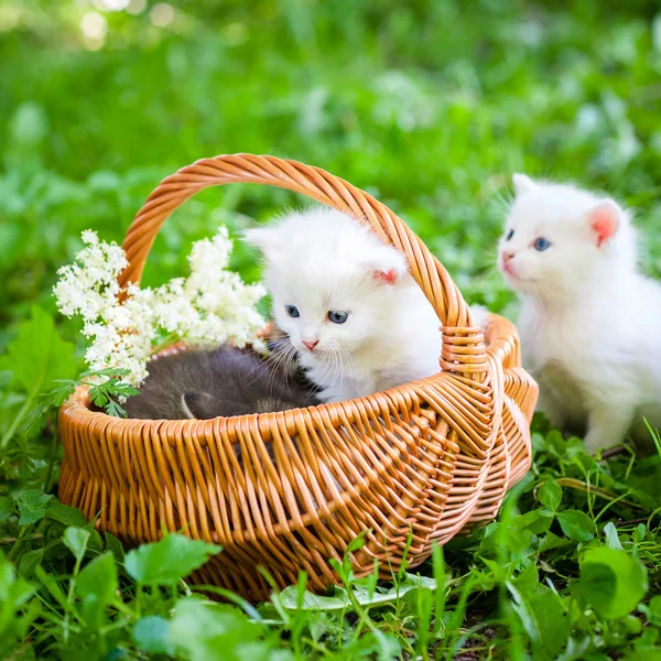 Malá koťata v košíku — Stock fotografie