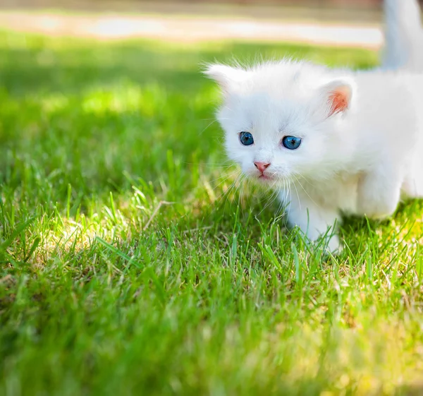 Pequeño gatito en la hierba — Foto de Stock