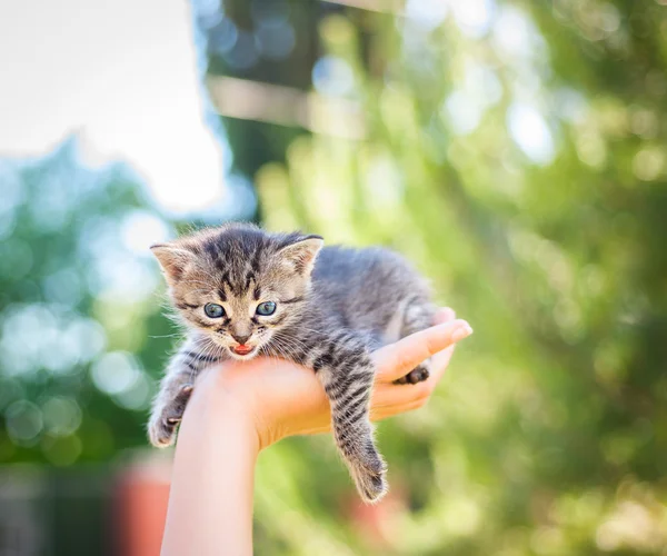 Petit chaton à la main — Photo
