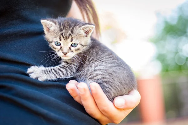 Pequeno gatinho na mão — Fotografia de Stock