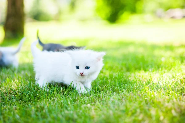 Små kattungar på gräset — Stockfoto