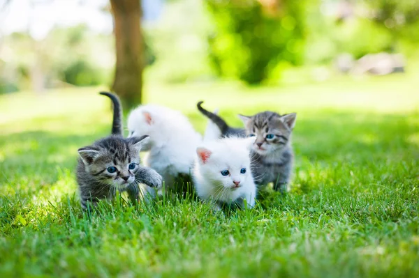 çimenlerin üzerinde küçük kedi yavrusu