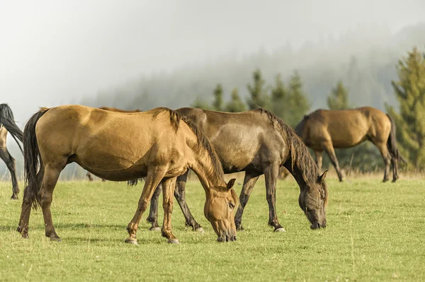 Cavalos que pastam em um pasto — Fotografia de Stock
