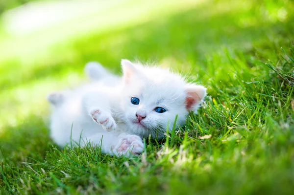 Gatinho andando na grama — Fotografia de Stock