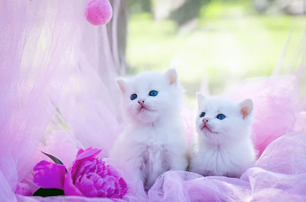 Weiß zwei Kätzchen mit Blumen — Stockfoto