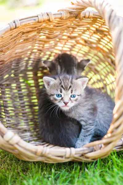 Kleine Kätzchen im Korb — Stockfoto