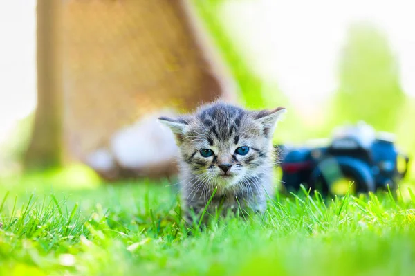 Котенок ходит по траве — стоковое фото