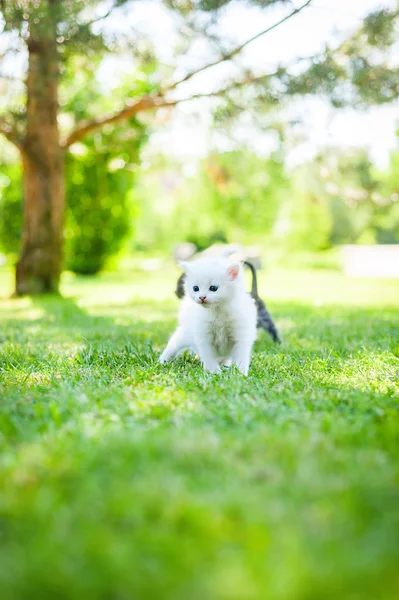 Gatito caminando sobre hierba — Foto de Stock