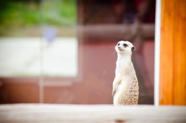 Meerkat stands on  hill — Stock Photo, Image