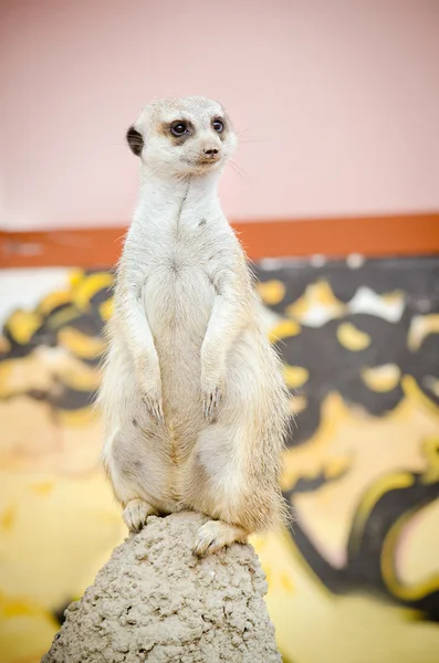 Meerkat se tient sur la colline — Photo