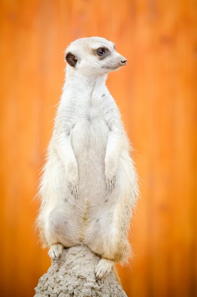 Meerkat stoi na wzgórzu — Zdjęcie stockowe