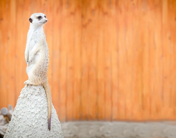 Meerkat는 언덕에 서 있다 — 스톡 사진